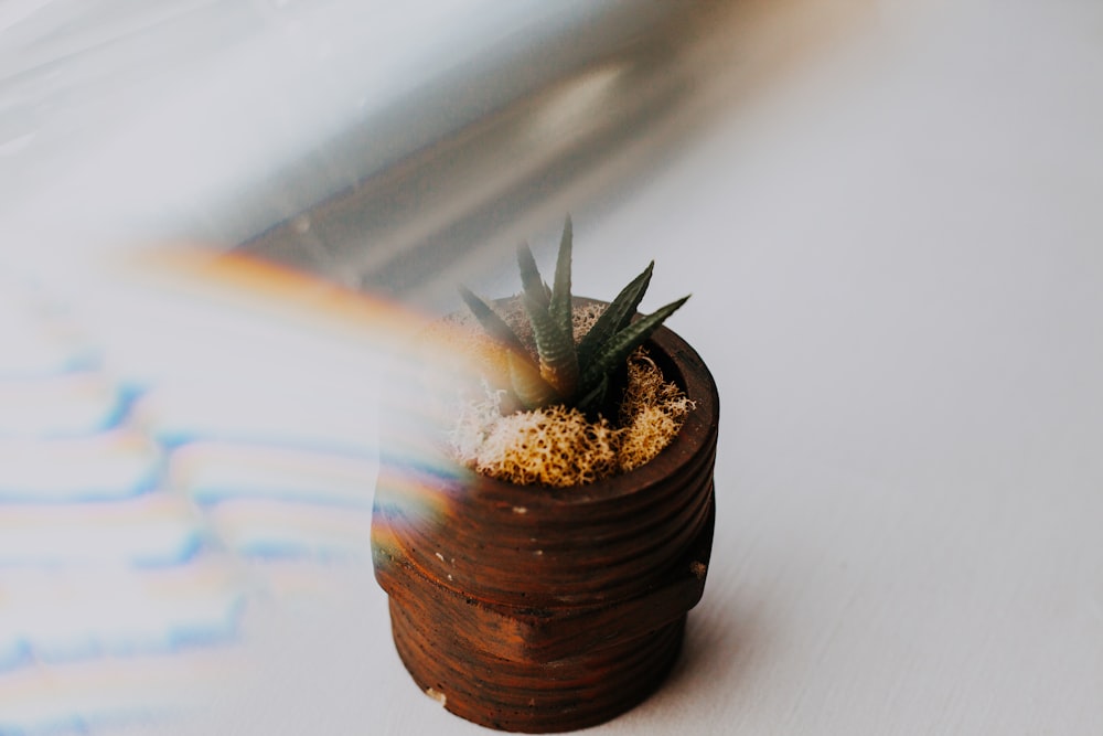 potted green aloe vera