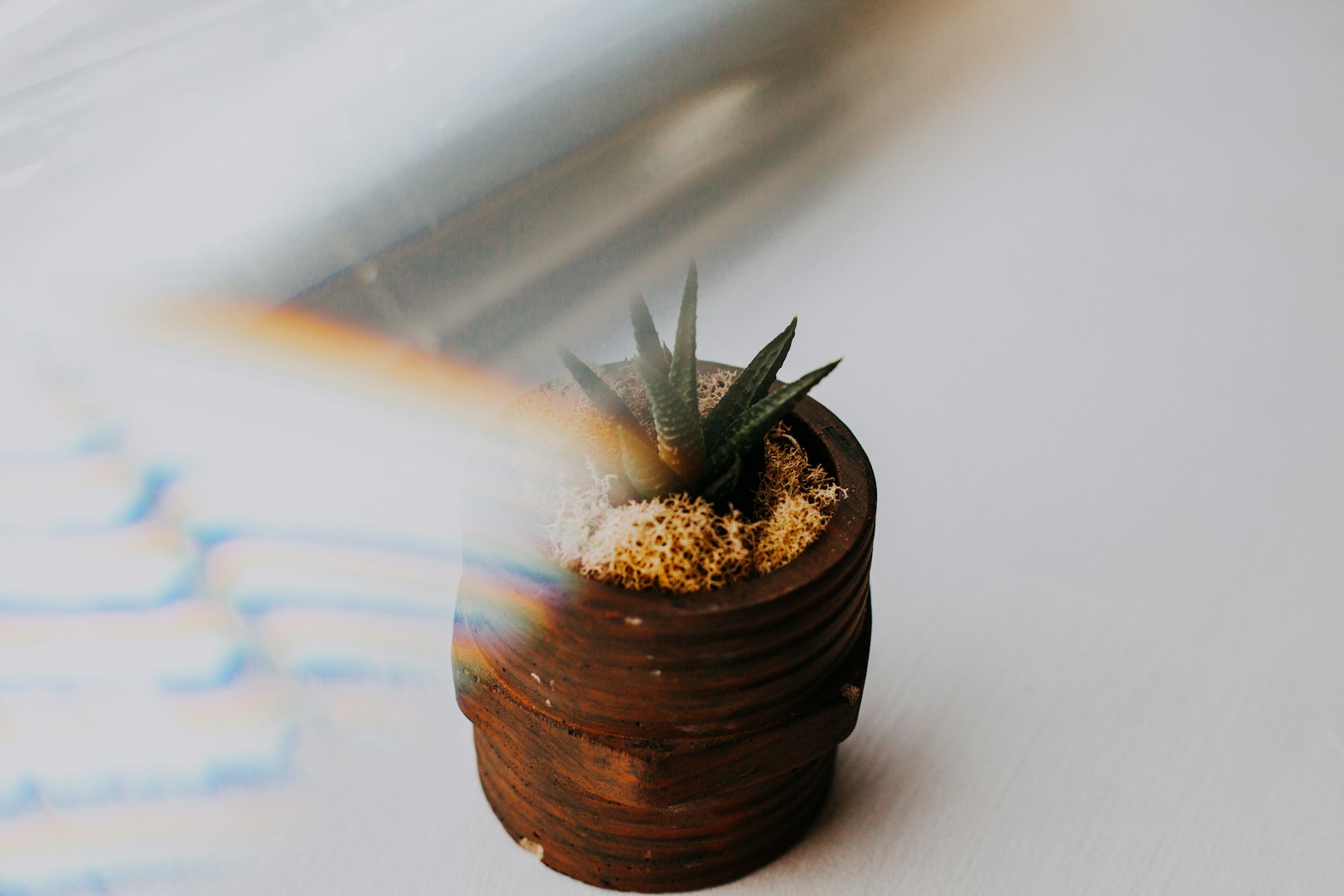 Canon EF 50mm F1.8 STM sample photo. Potted green aloe vera photography