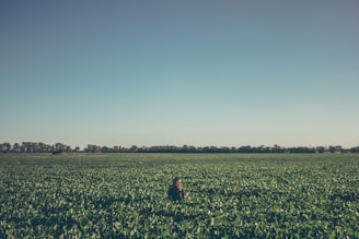 A farmer analyzing soybean crops in a vast green field under a clear blue sky.