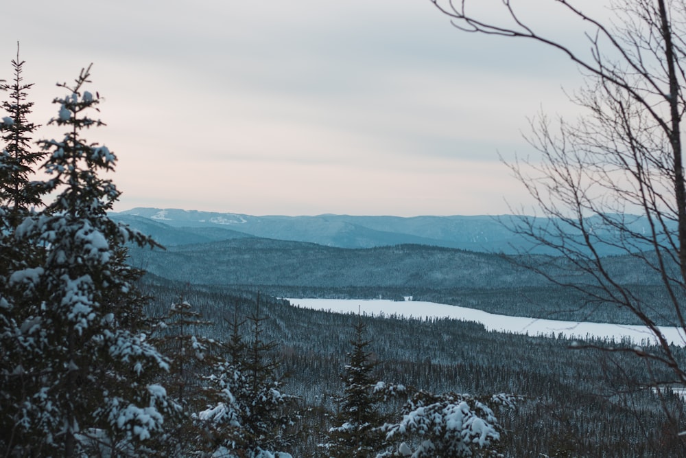 snowy field on the forest