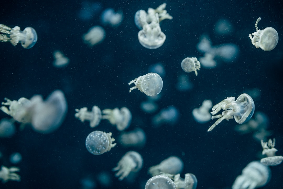 close-up photography of jellyfish