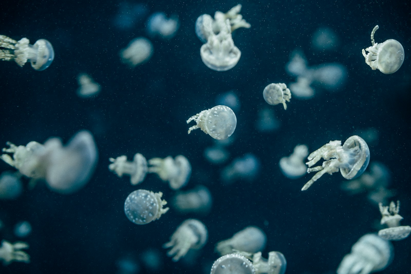Nikon AF-S Nikkor 85mm F1.4G sample photo. Close-up photography of jellyfish photography