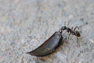 Close-up of a vibrant ant carrying a leaf across colorful terrain.