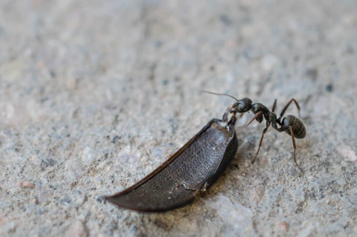 Close-up of a vibrant ant carrying a leaf across colorful terrain.
