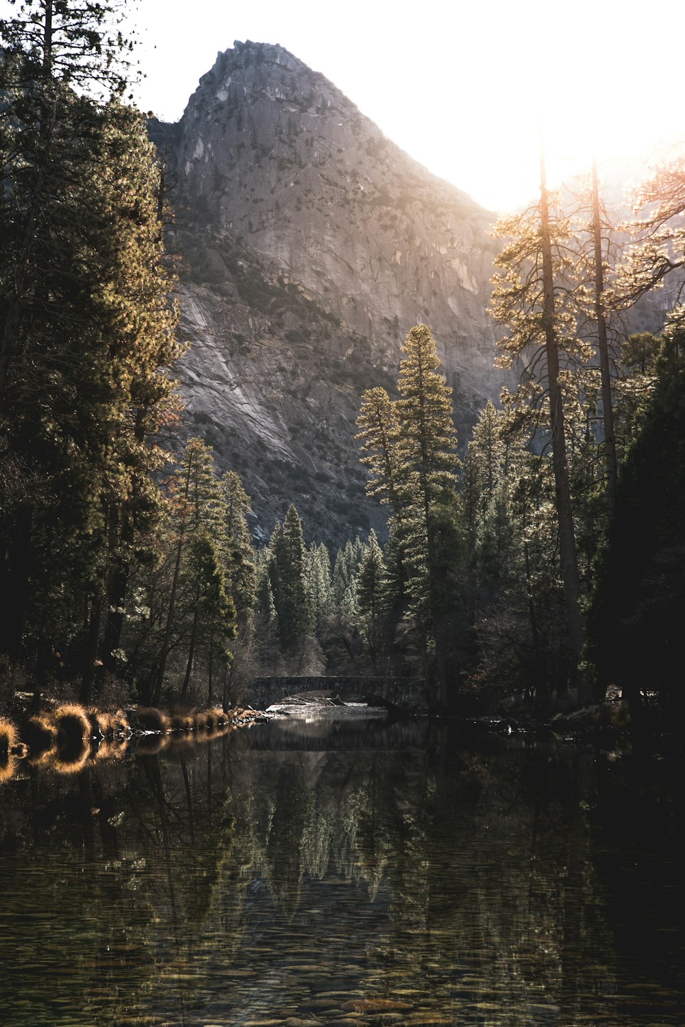 body of water in the middle of trees during daytime