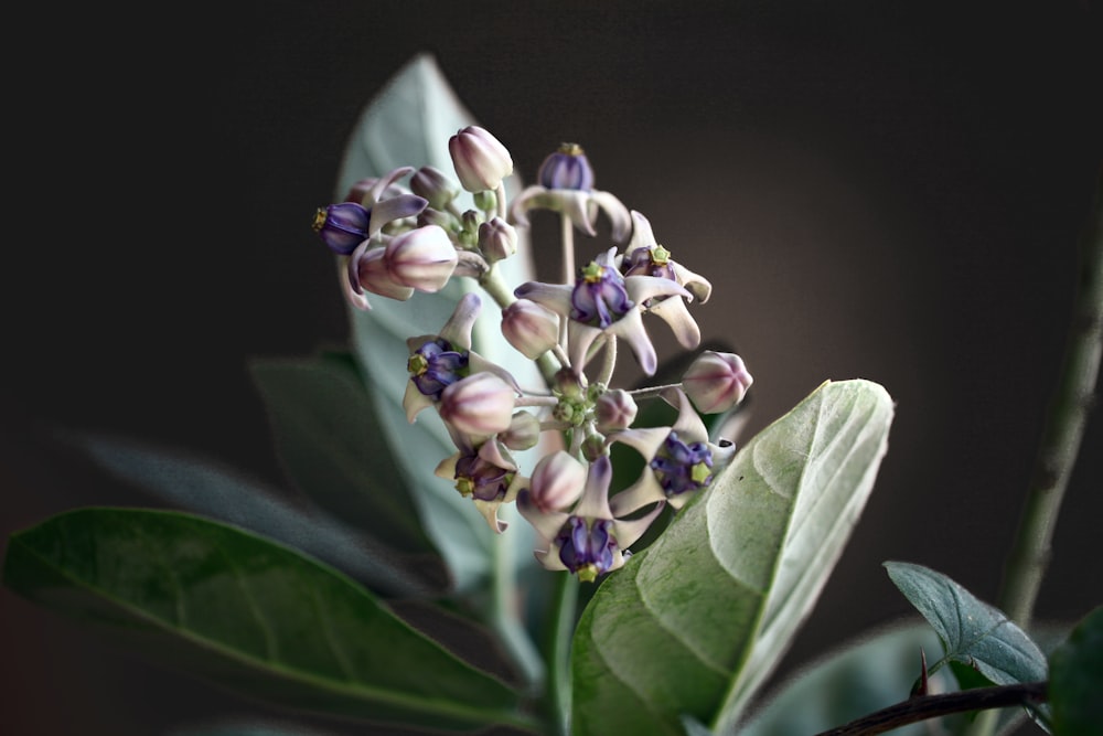 white and purple petaled flower