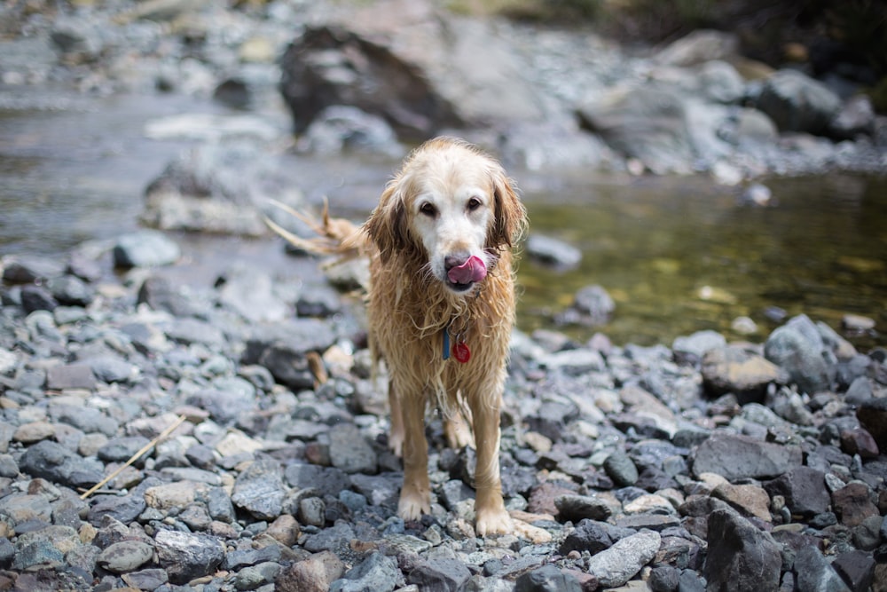 adult golden retriever standing on gravel near body of water