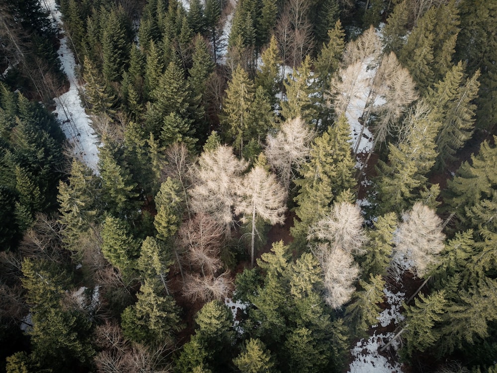 top view photography of trees