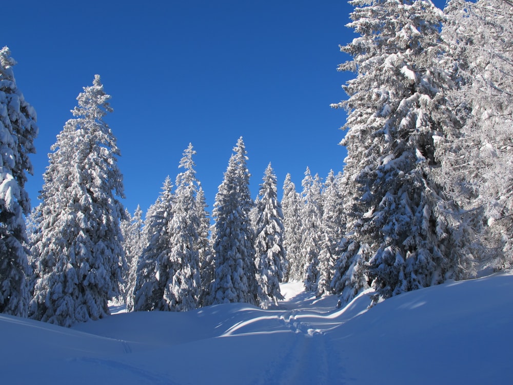 snowy pine trees at daytime