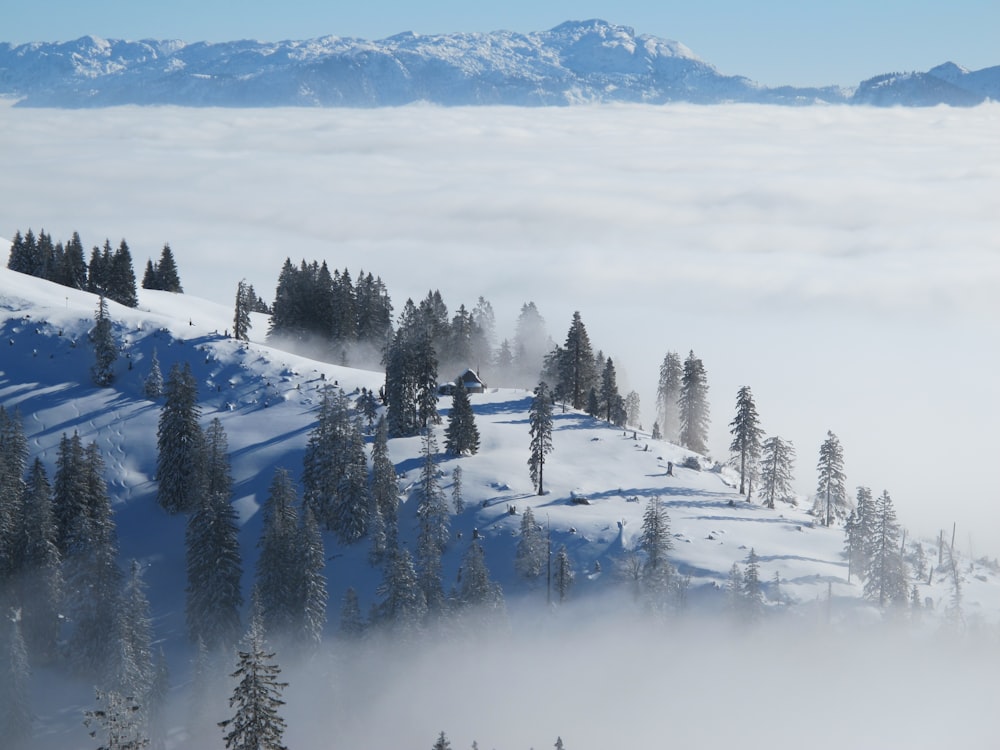 bird's-eye view photo of pine trees with fogs