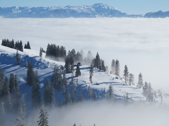bird's-eye view photo of pine trees with fogs in Rauschberg Germany