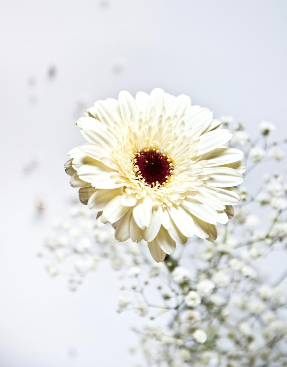 foto de foco raso da flor branca