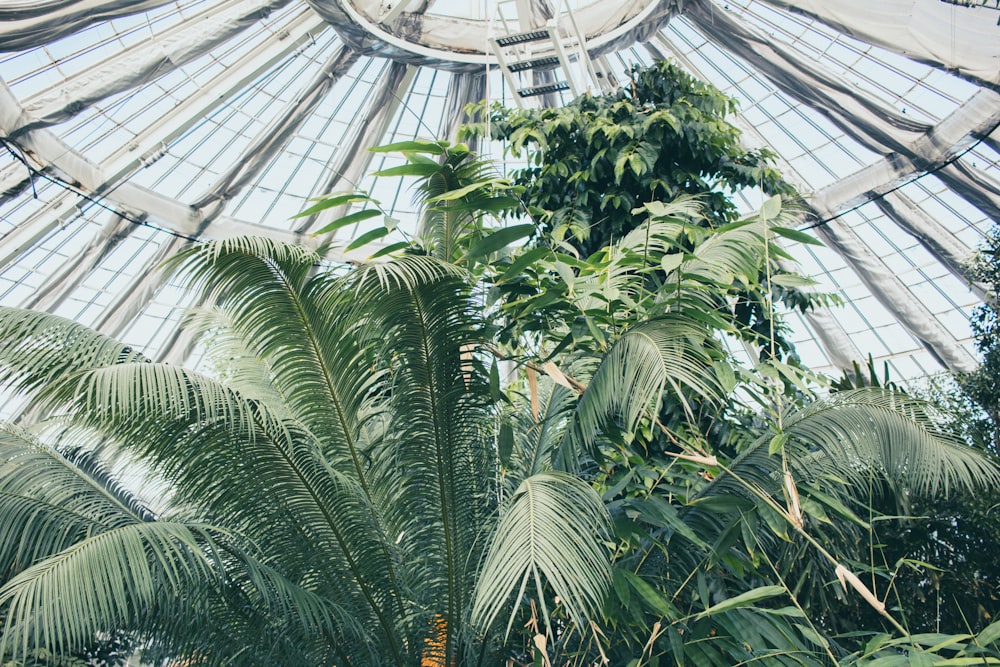low-angle photo of palm tree