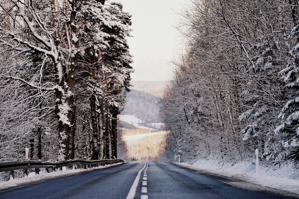 empty concrete road surrounded with withered trees covered in snow