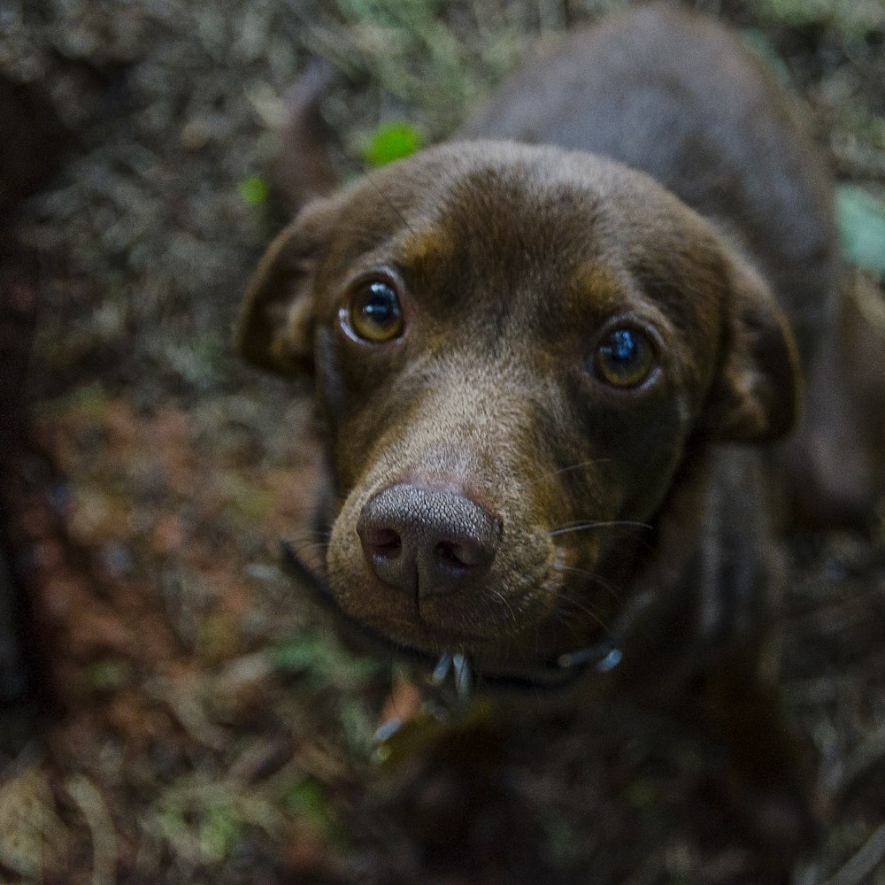 shallow focus photography of short-coated brown puppy