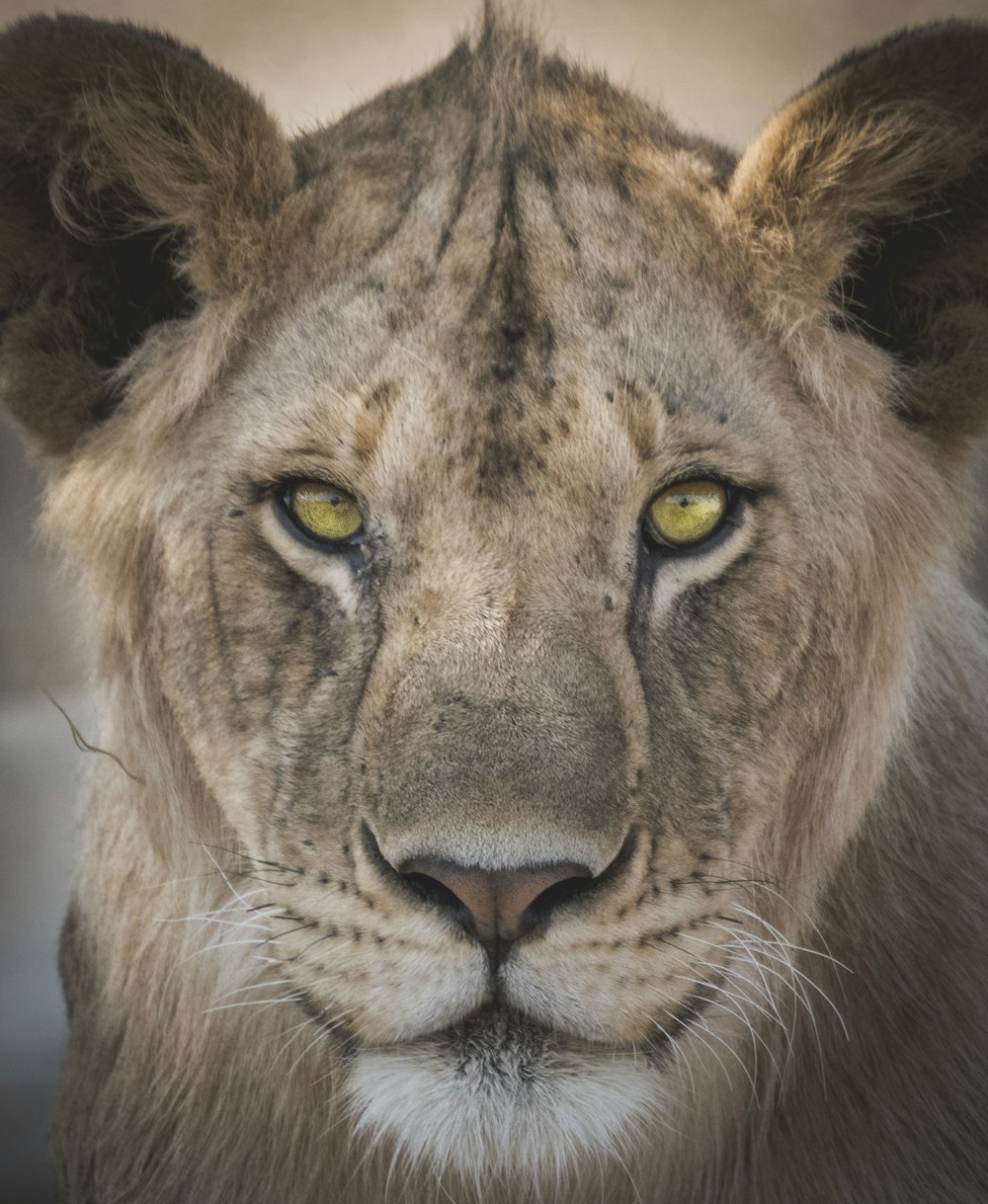 fotografia ravvicinata della leonessa