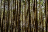 photography of brown trees