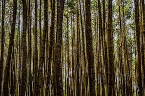 photography of brown trees