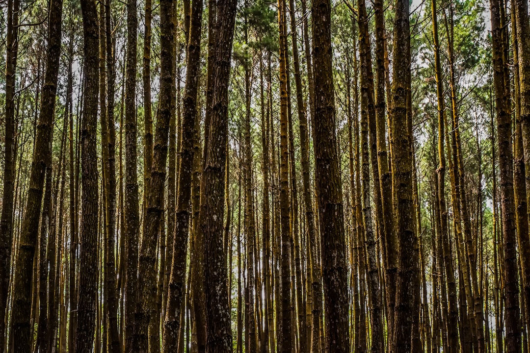 Forest photo spot Hutan Pinus Asri Magelang
