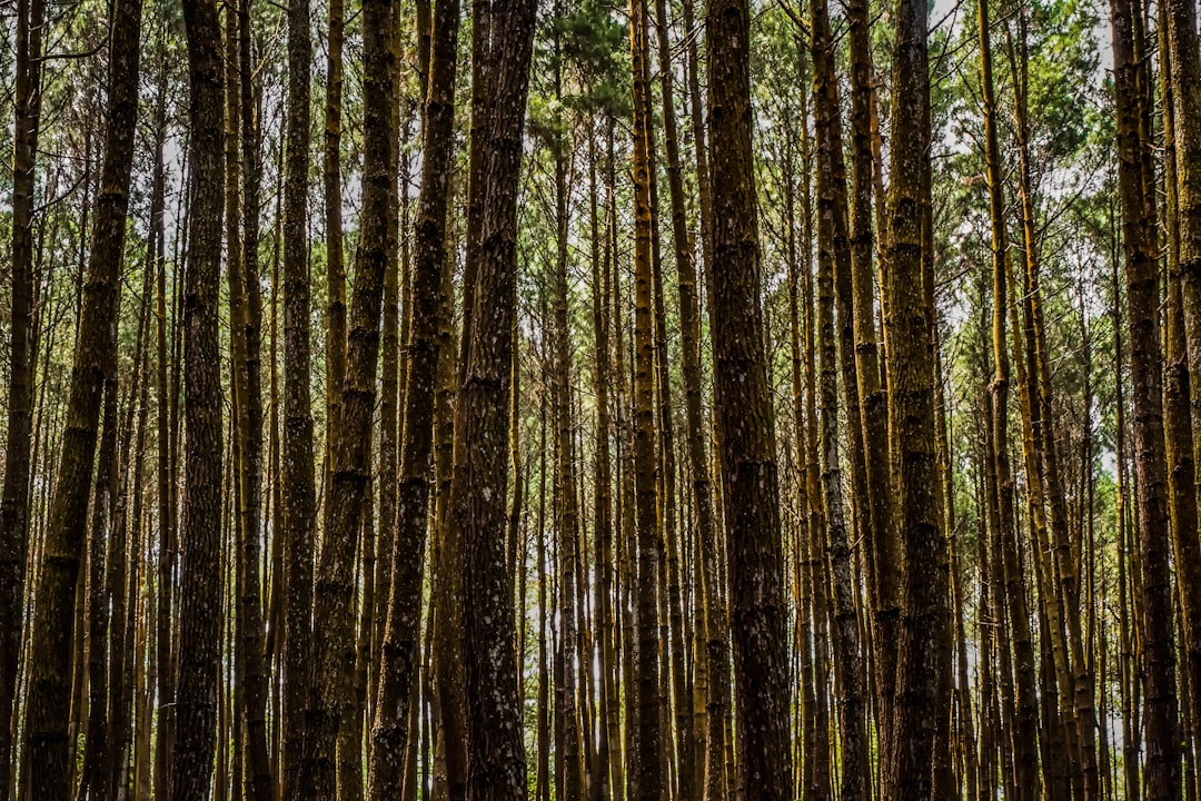 Forest photo spot Hutan Pinus Asri Bantul