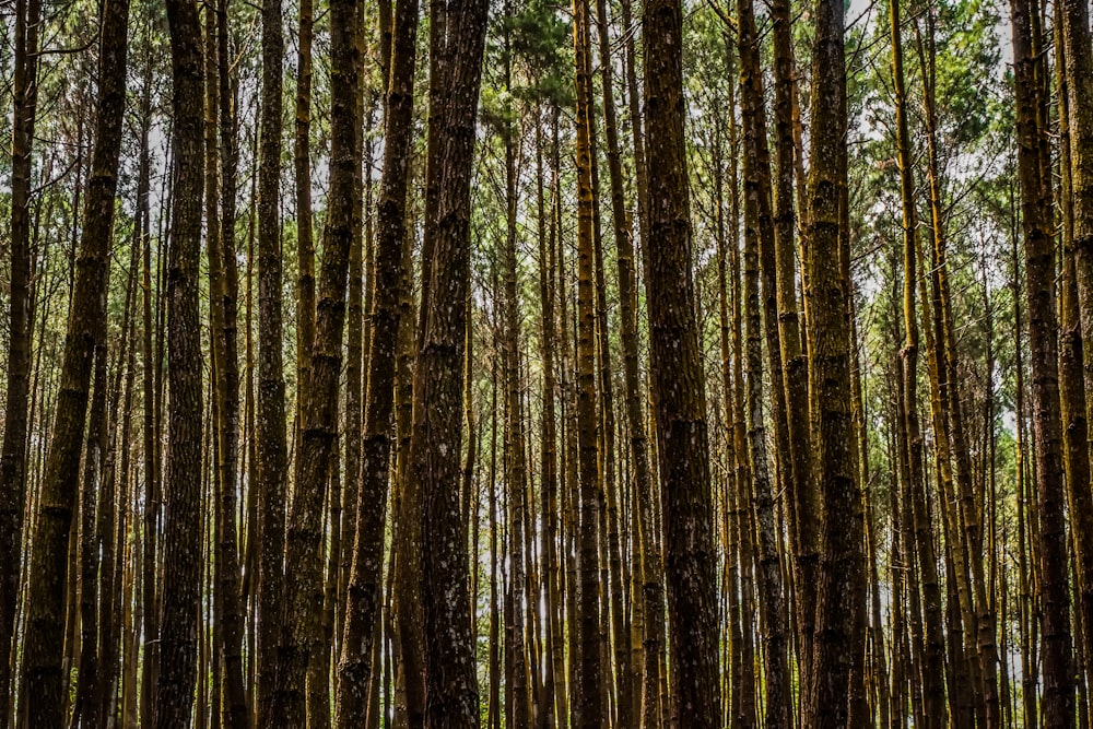 photography of brown trees