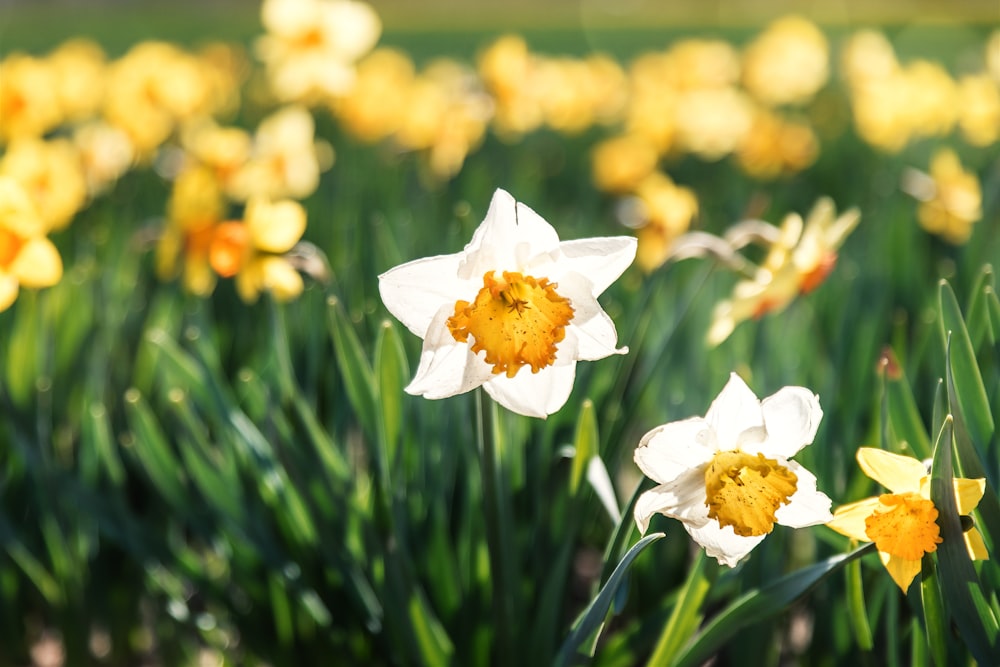 selective focus photo of white flower