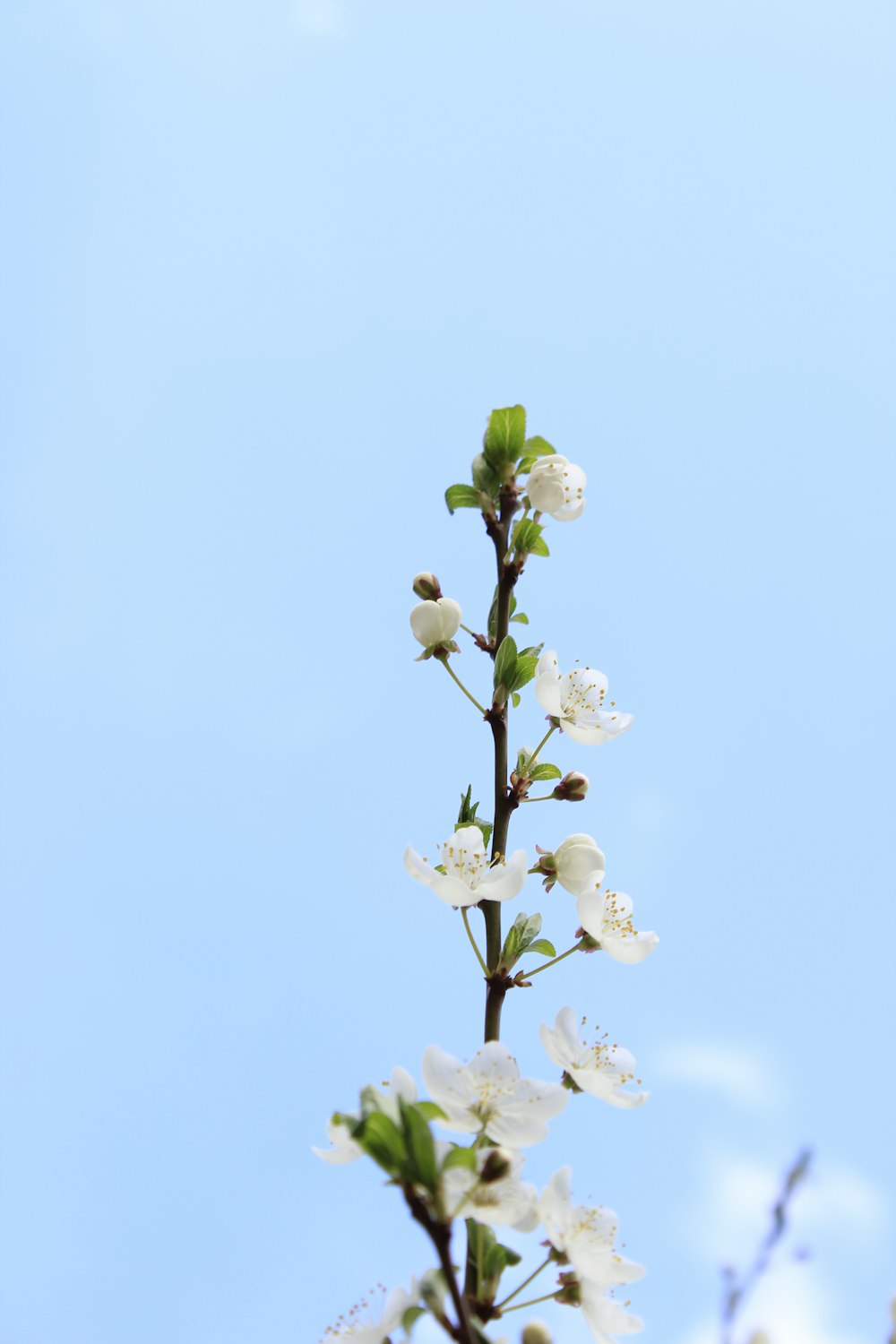 close-up photo of white petaled flower