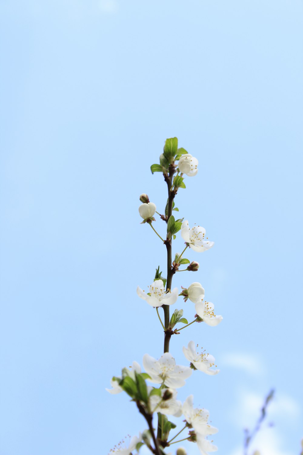 흰 꽃잎이 달린 꽃의 클로즈업 사진