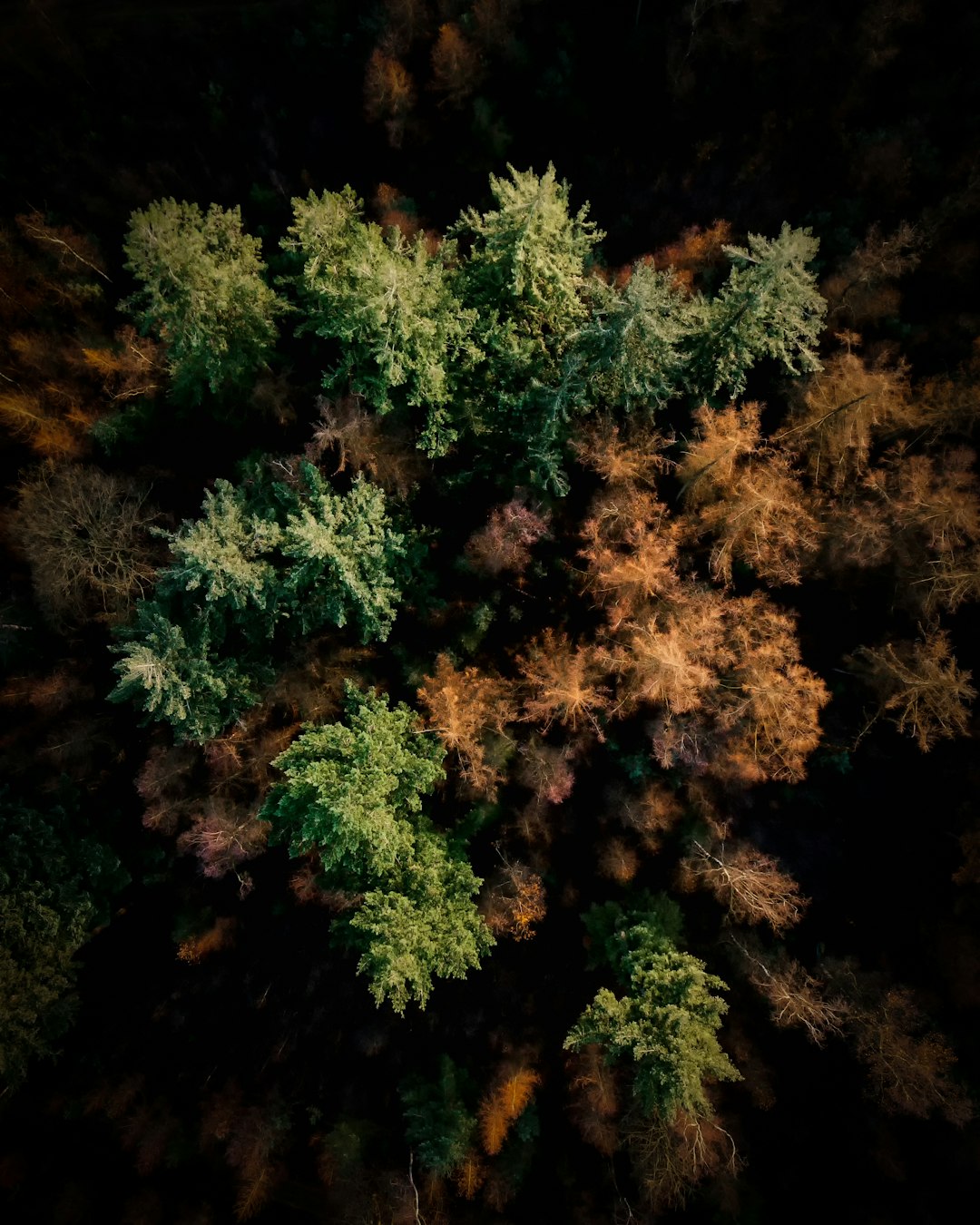 bird's eye view of forest during daytime