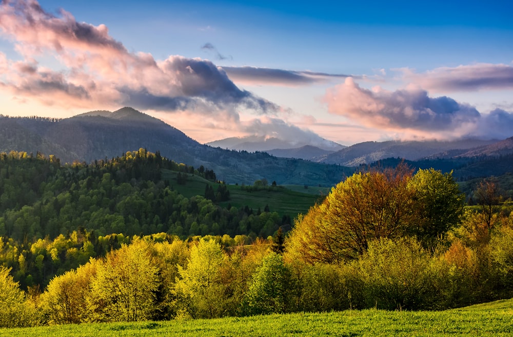 alberi sotto il cielo blu e nuvole bianche di giorno