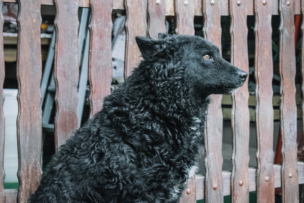 long-coated dog