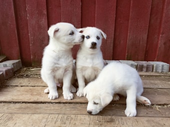 Three white puppies are sitting on a wooden floor in front of a red wooden fence. Two of the puppies are sitting upright, while the third is lying down with its head resting on the floor. The setting seems rustic with brick details along the edges.