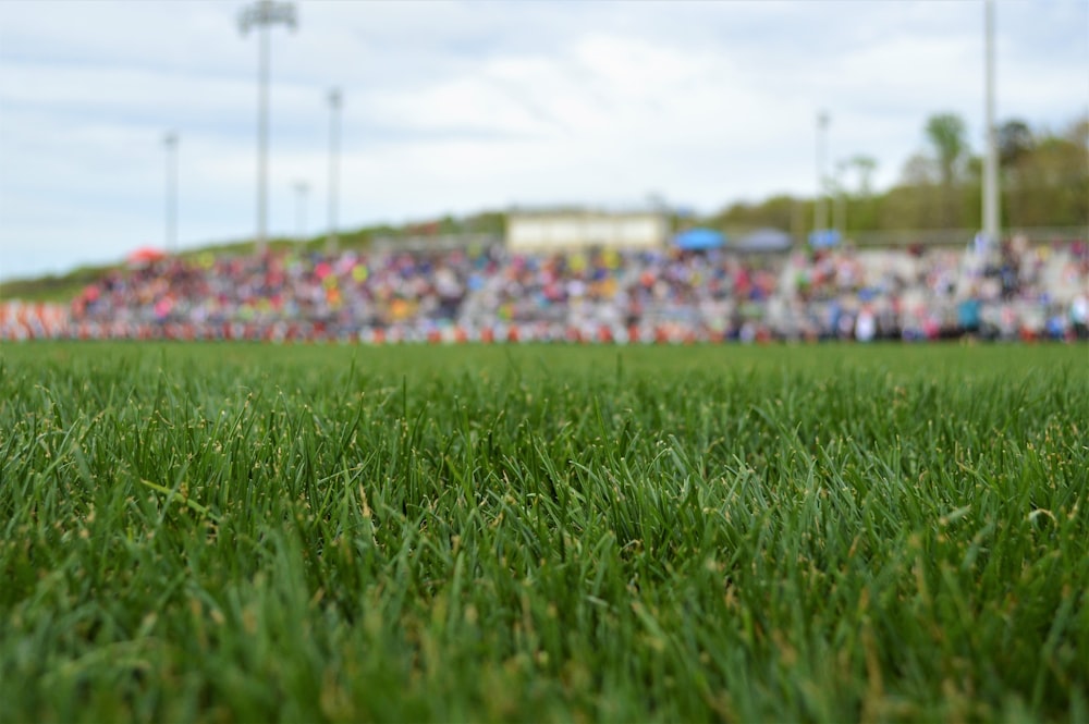 close-up photo of green grass field