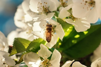 A bee is perched on a cluster of white blossoms, gathering nectar. The flowers are delicate, with small, yellow stamens, and are surrounded by lush green leaves. The sunlight casts gentle shadows, creating a warm and inviting atmosphere.