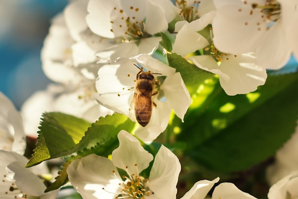 A bee is perched on a cluster of white blossoms, gathering nectar. The flowers are delicate, with small, yellow stamens, and are surrounded by lush green leaves. The sunlight casts gentle shadows, creating a warm and inviting atmosphere.