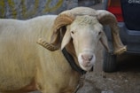 A large ram with impressive curved horns stands in an outdoor setting next to a vehicle. The animal's woolly coat appears well-maintained and clean. The background shows a rough wall with faint yellow markings and a portion of a vehicle is visible, enhancing the rustic and rural atmosphere.