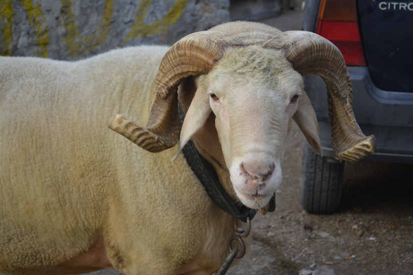 A large ram with impressive curved horns stands in an outdoor setting next to a vehicle. The animal