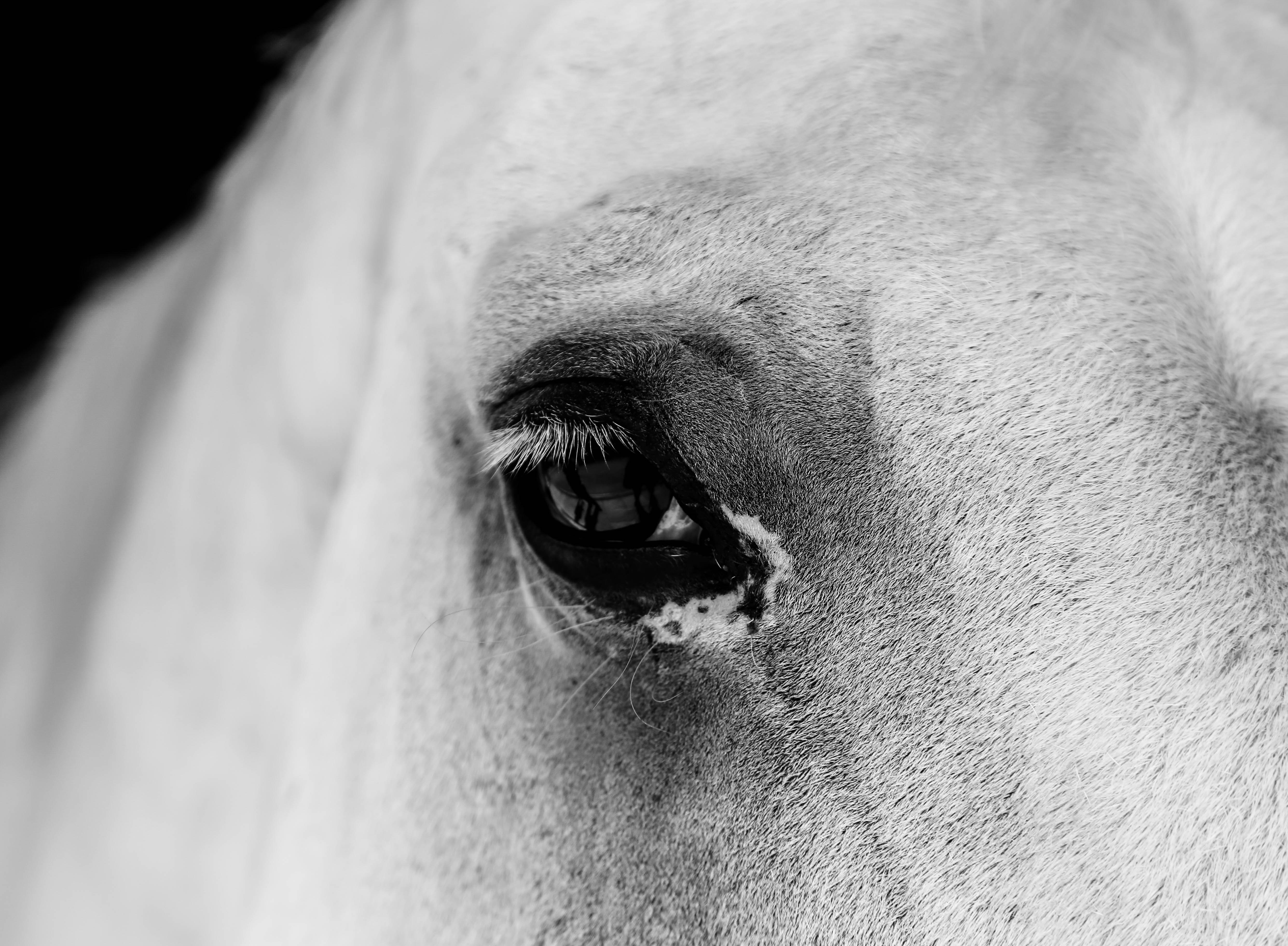 closeup photo of horse eye
