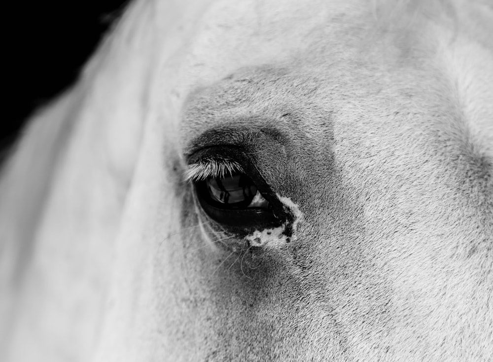closeup photo of horse eye