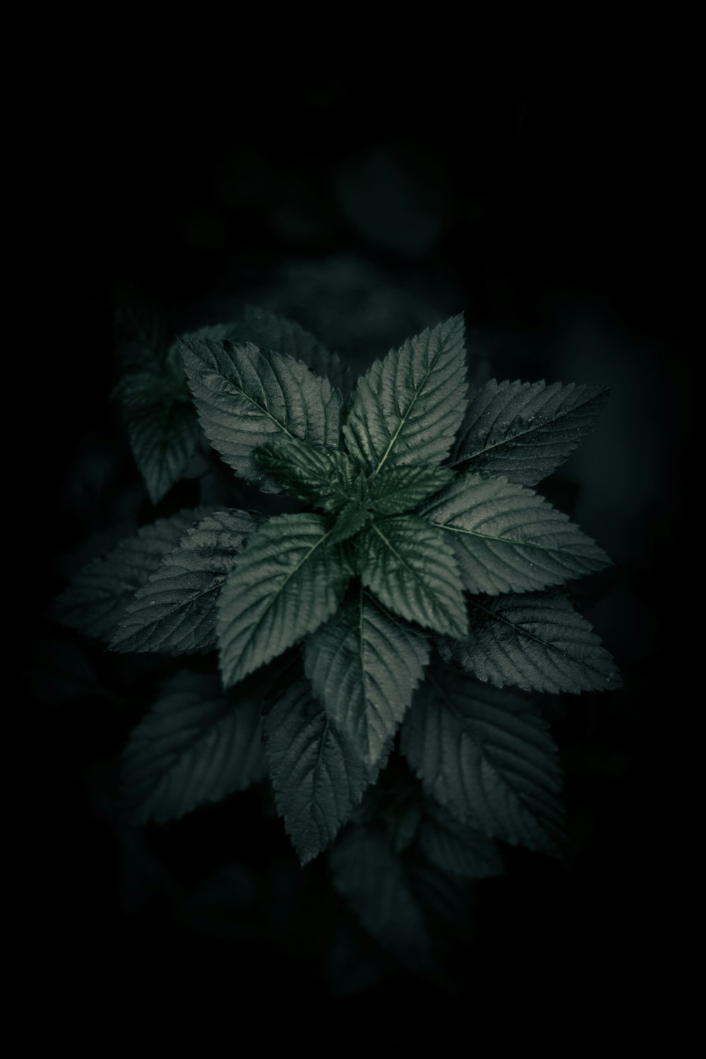 green plant