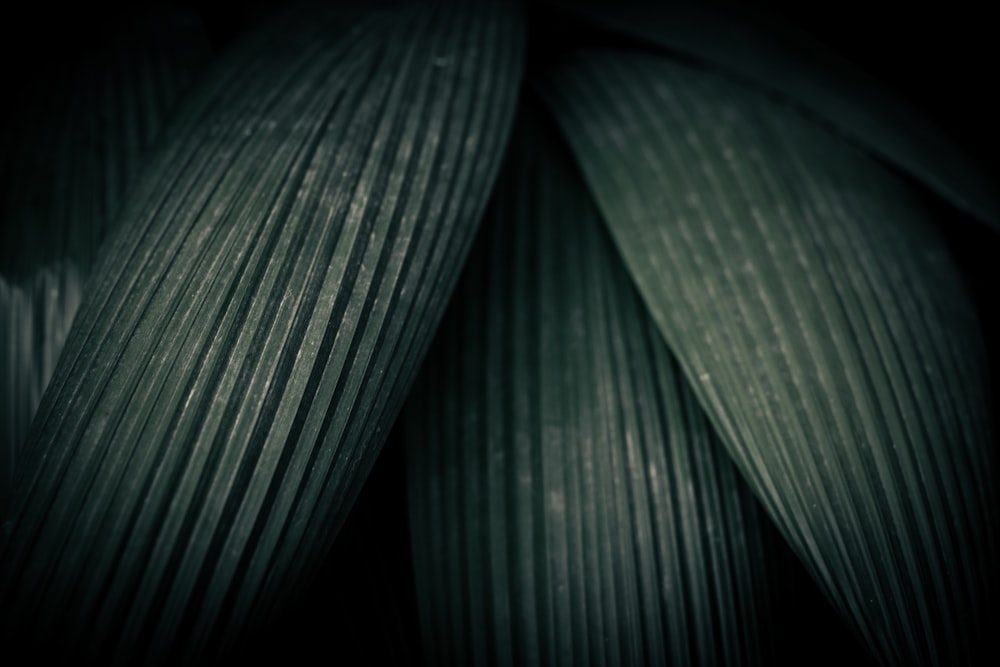 a close up view of a green leaf