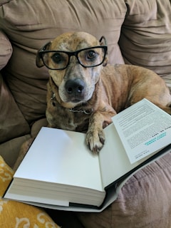 A dog with light brown fur is wearing a pair of black-framed glasses and appears to be reading an open book while lounging on a cushioned sofa. The dog's front paw is resting on the book's pages.