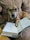 A dog with light brown fur is wearing a pair of black-framed glasses and appears to be reading an open book while lounging on a cushioned sofa. The dog's front paw is resting on the book's pages.