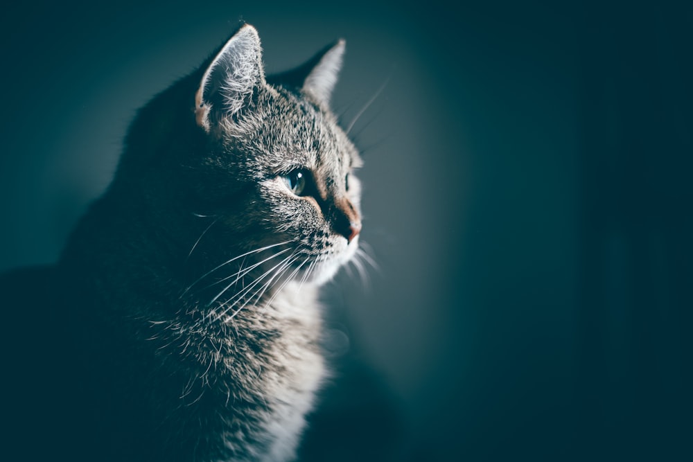 灰色の猫のクローズアップ写真