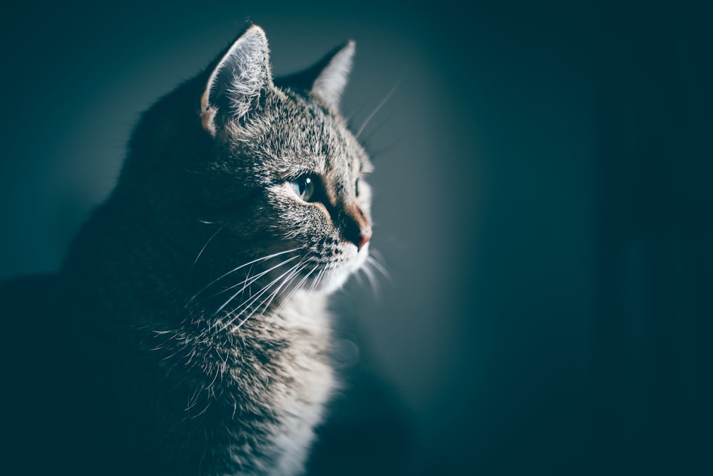 close-up photo of gray cat