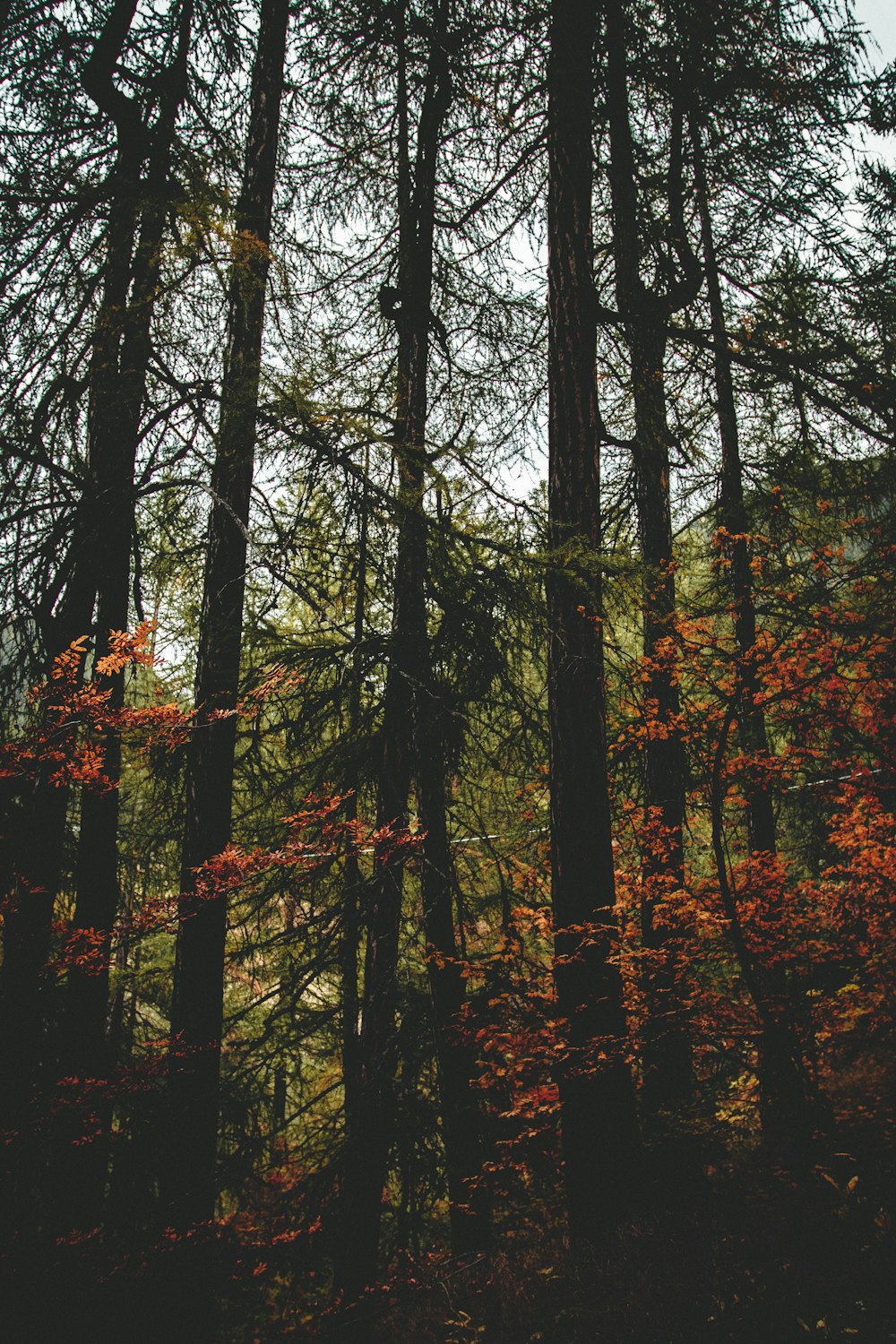 orange leaf tree