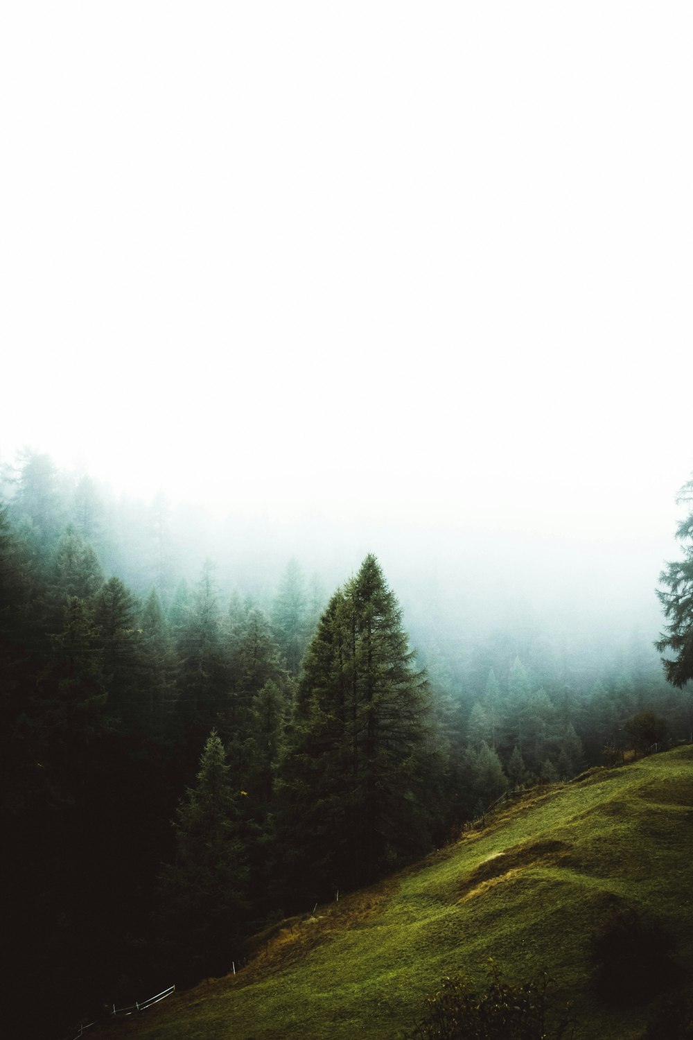 aerial photography of tall pine trees under thick fogs