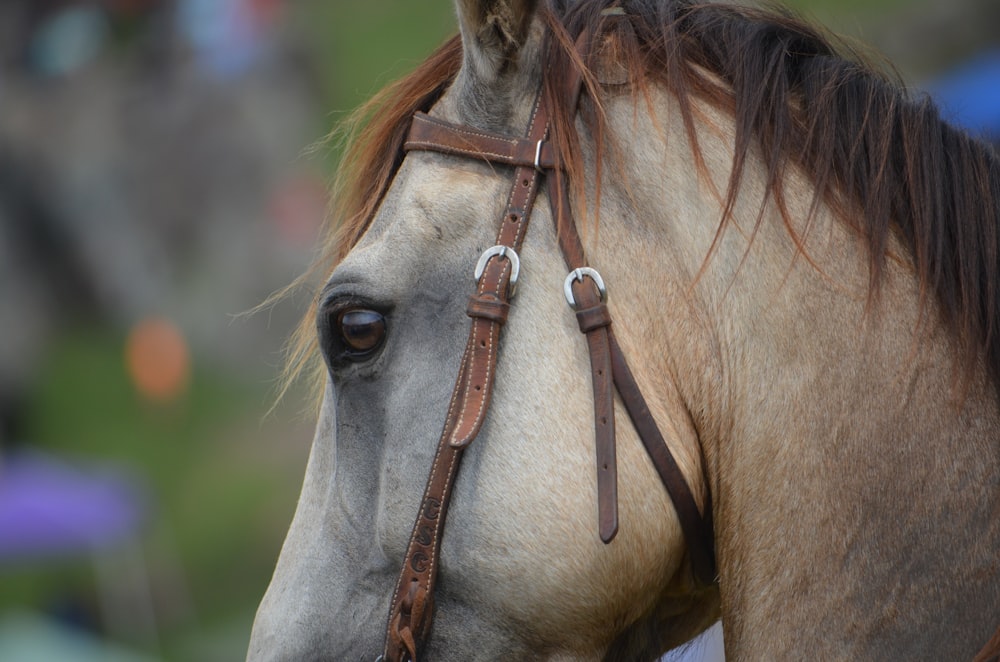 Fotografía de enfoque selectivo de caballo gris