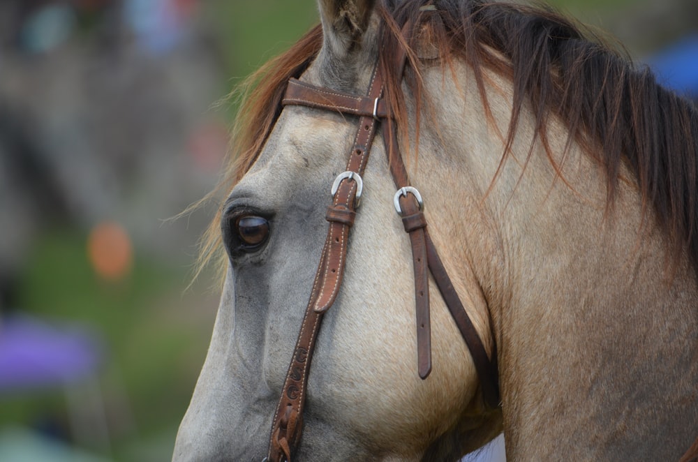 selective focus photography of grey horse