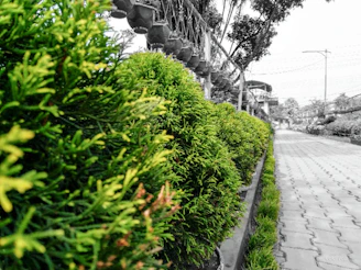 A crew installing vibrant peridot-colored shrubs along a modern walkway.